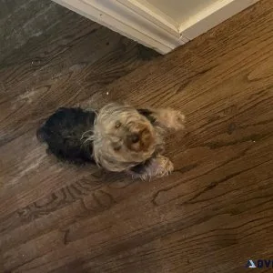 Yorkie for sale