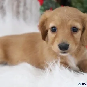 Dachshunds puppies