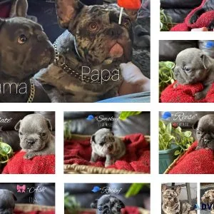 Exotic French bulldog puppies