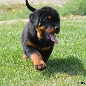 minor expert German rottweiler puppies for Sale