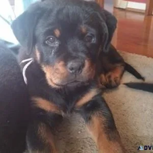 menacing expert German rottweiler puppies for Sale