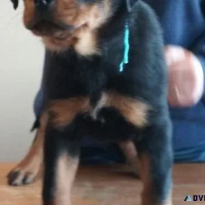 masculine expert German rottweiler puppies for Sale