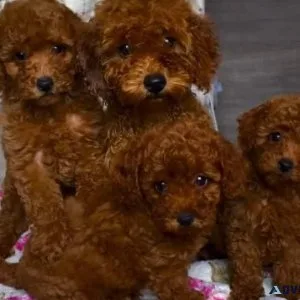 Toy poodle