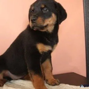 medium expert German rottweiler puppies for Sale