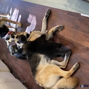 German Shepherd puppies