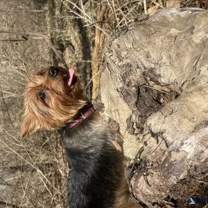 4yr old female yorkie