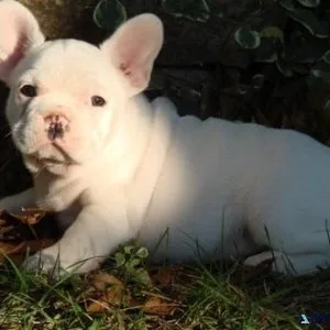 Home raised French Bulldog puppies available