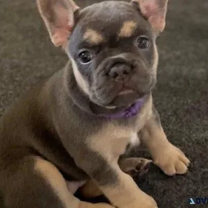 beautiful French Bulldog puppy
