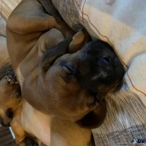 Hound puppies