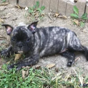 Frenchbo Puppies