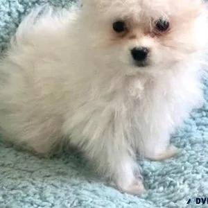Lovely Maltipom puppies Available
