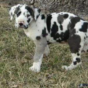 Home raised Great Dane Puppies Available