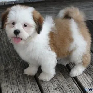 Amazing Lhasa Apso Puppies Available