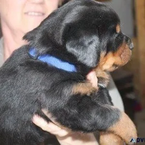 monstrous every German rottweiler puppies for Sale