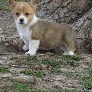 Pembroke Welsh Corgi Puppies