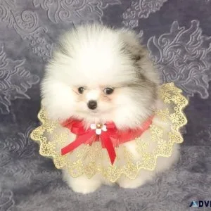 Teacup Pomeranian parti color girl