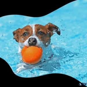 dog boarding services