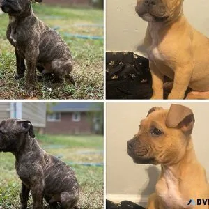 Pitbull Puppies.