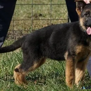 Gorgeous German Shepherd puppies available