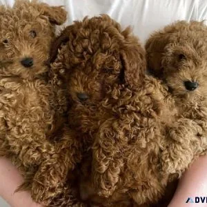 Labradoodle puppies