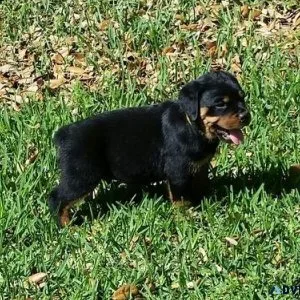 modest expert German rottweiler puppies for Sale