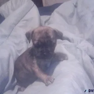 Chi - shi puppies
