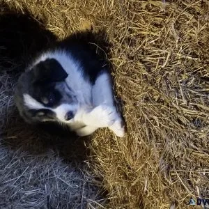 Border Doodle  puppies-