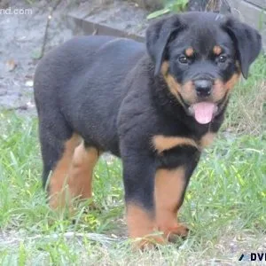 mild expert German rottweiler puppies for Sale