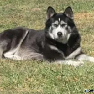 AKC Siberian Husky Pups