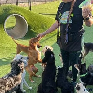 Dog Boarding Carrollton