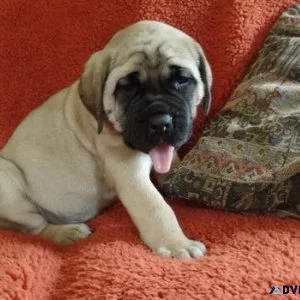Home raised Mastiff puppies Available