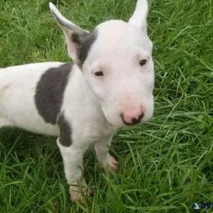 Adorable Miniature Bull Terrier Available