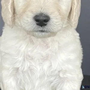 F1B Goldendoodle puppies