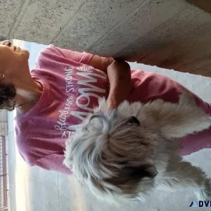 Maltipo puppy