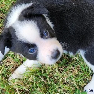 Border Collie puppies