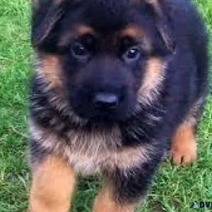German Shepherd puppies