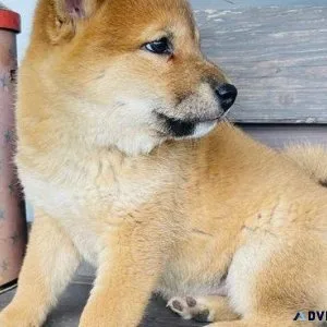 Shiba Inu Puppie for Rehoming