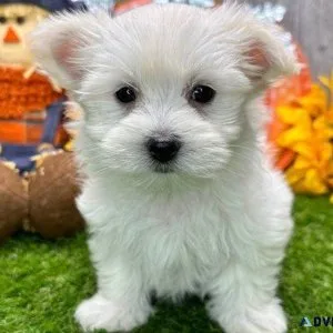 Maltese Puppies for sale