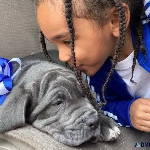 Neapolitan Mastiff Puppies