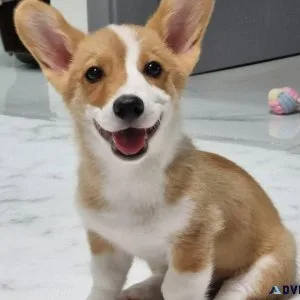 Amazing Corgi Puppies For Adoption.