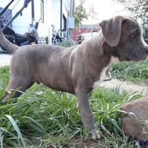 Bandog Mastiff (XL Bullies)