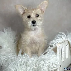 Yorkie-Maltese male 10 weeks old