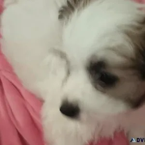 Shima Yorkie puppies
