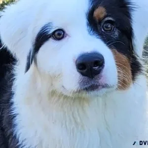 AKC Australian Shephard