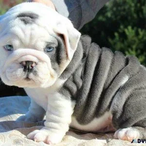 English Bulldog puppies for adoption