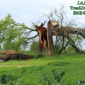 Tree Services