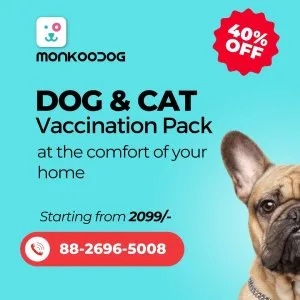 Accessible canine care: finding a dog veterinary near me