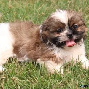 Gorgeous Shih Tzu available and ready
