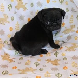 Gorgeous Pug puppies for sale