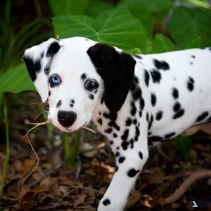 AKC Dalmatian puppies available
